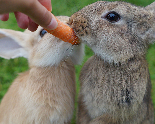 Zwei Kaninchen knabbern an Karotte